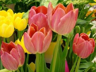 Spring Wallpaper