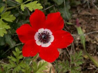 Anemone Flower Wallpaper Pic Sa