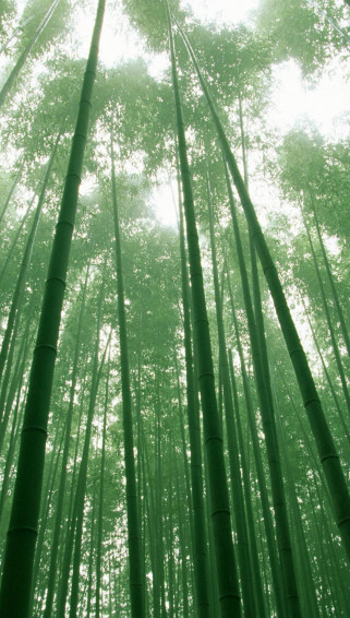 Bamboo Background Wallpaper