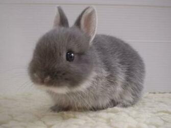 Cute Bunny Pictures Funny Photos Mages Gallery