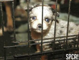 Spca Of Texas Seizes Dogs From Van Zandt County News