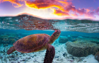 Cute Turtle Picture Wallpaper