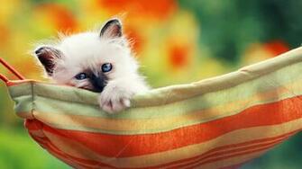 Siamese Cat Widescreen Wallpaper Wallpaperlepi