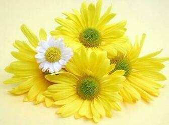 Yellow And White Daisy Wallpaper