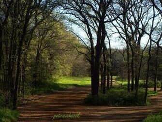 Landscape Tree Wallpaper By Tricia H C