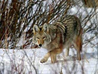 Coyote Wallpaper