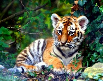 Cub Desktop Wallpaper High Quality