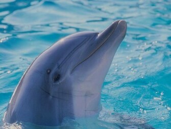 Wallpaper Pc Computer Dolphin