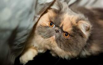 Angry Cat Desktop Wallpaper Fluffy Background