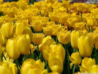 Yellow Tulip Flowers Wallpaper