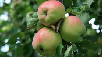 Fruits HD Wallpaper 1080p