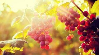 Sun With Grapes Wallpaper Android Wallpaperlepi