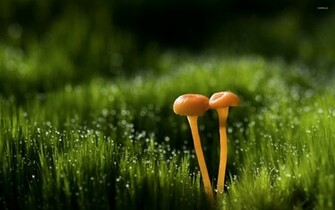 Mushrooms Wallpaper Photography