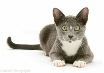 Blue And White Burmese Cross Cat Background Jpg