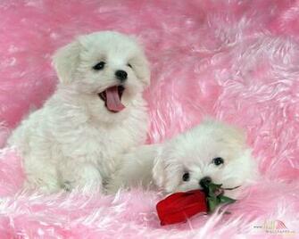 White Baby Dog Wallpaper