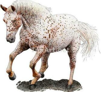 Appaloosa Horse By Rogerdhall