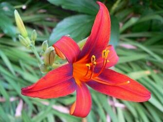Bold Lily Flowers Wallpaper Background Bandit