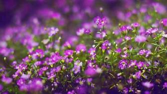 Lavender Flower Wallpaper HD Net