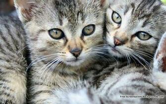 Wide Screen Animal Wallpaper Screensavers And Background
