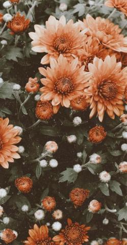Pretty Floral Wallpaper Idea iPhone