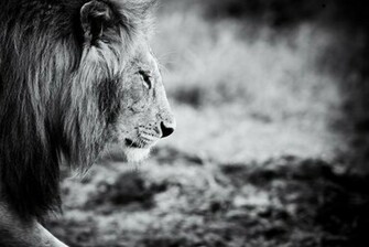 Animals Black And White Animal Lion Wallpaper
