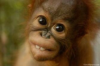 Animal Planet Baby Orangutans High Resolution Wallpaper