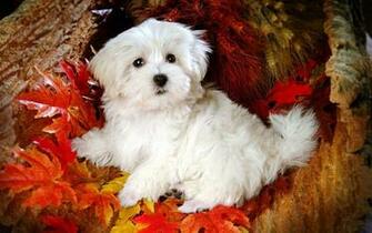 Maltese Puppy Wallpaper