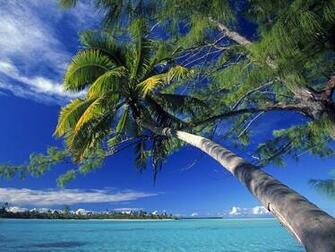 New Wallpaper Palm Tree Border