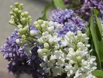 Lilac Wallpaper Flower