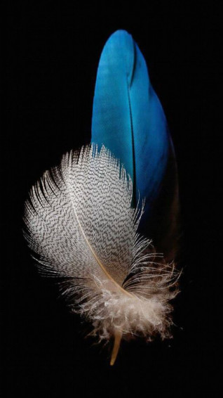 Samsung Galaxy S21 Ultra Wallpaper Members