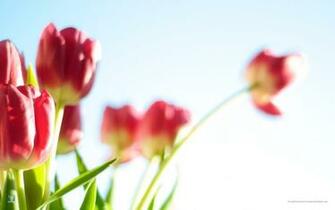 Flowers Wallpaper Pictures Spring Background Pink