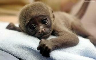 Stock Photos Of Cute Baby Monkey Image