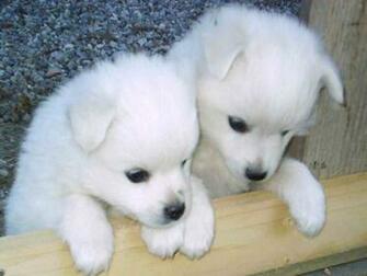 Husky Puppies Wallpaper Widescreen