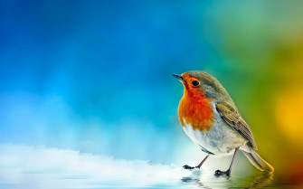 Bird Wallpaper Beautiful