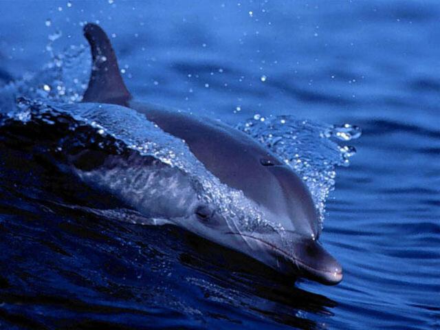 Living Dolphins Screensaver By 3d Enjoy