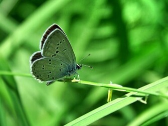 Green Butterfly Wallpaper Animal Desktop Background
