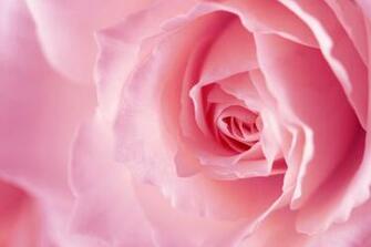 Pink Rose Background