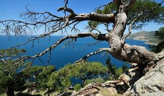Image Wallpaper Pictures A Pine Tree Ni723347