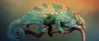 Wallpaper Chameleon Handsome Lizard Branch Sit