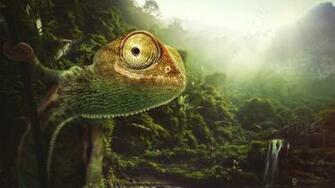 Reptile Forest Chameleon Animals Jungle Artwork Lizard