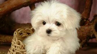 Cute Dog HD Wallpaper For Girls Desktop