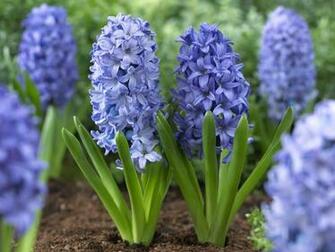 Hyacinth Wallpaper High Quality