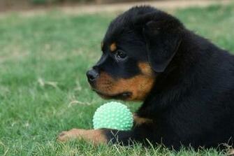 Rottweiler Looking In The Car Rottweilers Breed Information