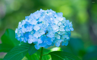 Hydrangea Wallpaper For iPad
