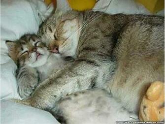 Funny Wallpaper HD Cats
