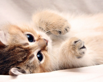 Beautiful Kitten Wallpaper Super Cute For Desktop