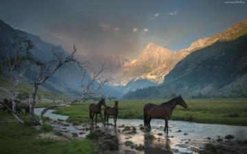 Iceland Horse Wallpaper On