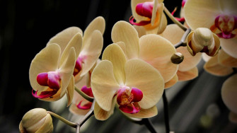 A Beautiful Orchid Bloom Wallpaper
