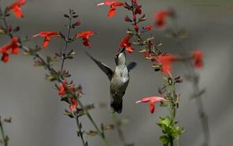 Hummingbird Wallpaper HD