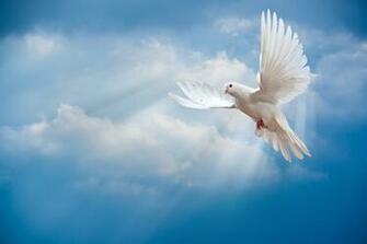 Dove Background Net